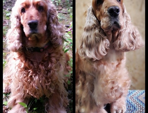 Зооцентр «Моя собака»